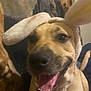 animal, background, bunny_ears, canine, close_up, costume, cute, dog, ears, furry, happy, indoor, light_brown, mouth_open, pet, playful, portrait, smiling, teeth, tongue_out