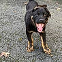 Hugo is registered to the contest to win money with this photo: puppy, dog, black_and_tan, happy, playful, tongue_out, smiling, outdoor, gravel, path, leaves, autumn, young_dog, pet, animal, walking, cute, fur, canine, nature