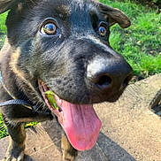 Hugo joined the competition — help win amazing prizes! dog, close_up, tongue_out, happy, outdoor, grass, sunlight, pet, canine, black_fur, tan_fur, excited, playful, collar, pavement, nose, ears, eyes, mouth, paw