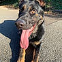 Hugo joined the competition — help win amazing prizes! dog, german_shepherd, tongue_out, outdoor, sunlight, pavement, ears_up, happy, pet, animal, canine, closeup, black_and_tan, playful, tongue, fur, muzzle, shadow, nature, bright_eyes