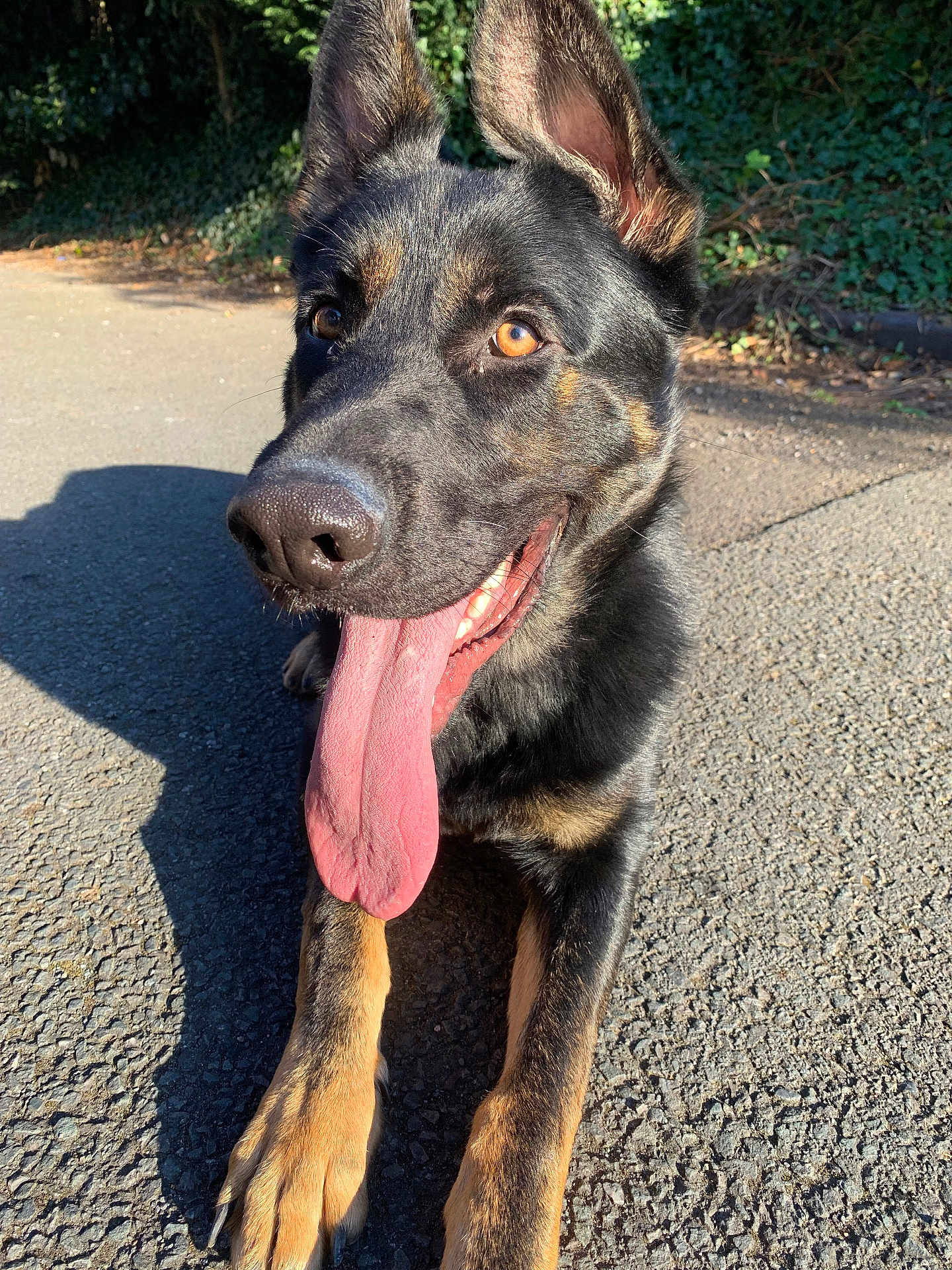 Hugo joined the competition — help win amazing prizes! dog, german_shepherd, tongue_out, outdoor, sunlight, pavement, ears_up, happy, pet, animal, canine, closeup, black_and_tan, playful, tongue, fur, muzzle, shadow, nature, bright_eyes