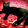 black_cat, cat, animal, pet, feline, lying_down, yellow_eyes, fur, whiskers, paw, tail, red_background, patterned_fabric, texture, close_up, indoor, resting, relaxed, cute, domestic_cat
