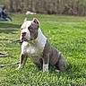 Buddy joined the competition — help win amazing prizes! american_bulldog, animal, blurred_background, canine, daylight, dog, ears, focused, fur, grass, lawn, muscular, muzzle, nature, outdoor, pet, portrait, serious, sitting, snout