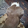 Buddy is registered to the contest to win money with this photo: dog, muscular, back, fur, brown, white, sitting, floor_mat, patterned, geometric_pattern, floral_pattern, indoors, pet, canine, animal, short_fur, resting, textile, fabric, home