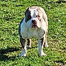 dog, american_bulldog, grass, outdoor, pet, animal, canine, standing, alert, sunlight, greenery, nature, mammal, muscular, portrait, daytime, field, fur, eyes, ears