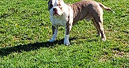 Buddy joined the competition — help win amazing prizes! alert, animal, backyard, canine, daytime, dog, fur, grass, gray, greenery, mammal, nature, outdoor, park, pathway, pet, shadow, standing, sunlight, white