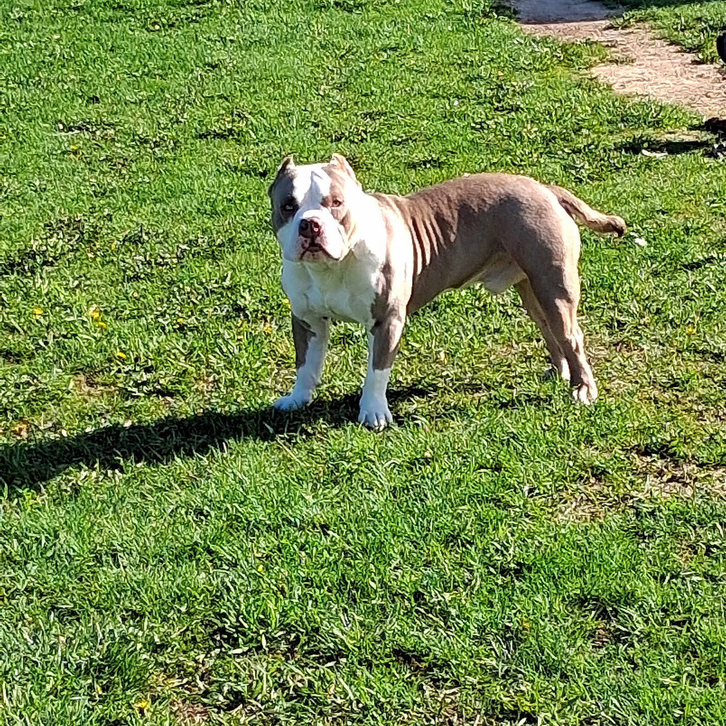 Buddy