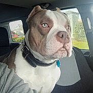 Buddy joined the competition — help win amazing prizes! animal, blue_eyes, canine, closeup, collar, companion, dog, domestic_animal, fur, headshot, inside_car, looking_away, pet, portrait, seat, seatbelt, sitting, sunlight, vehicle_interior, window