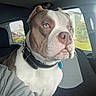 Buddy joined the competition — help win amazing prizes! animal, blue_eyes, canine, closeup, collar, companion, dog, domestic_animal, fur, headshot, inside_car, looking_away, pet, portrait, seat, seatbelt, sitting, sunlight, vehicle_interior, window