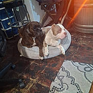 Buddy joined the competition — help win amazing prizes! animal, brindle_dog, brown, chair, cozy, dog, dog_bed, floor, furniture, indoor, lamp, light_flare, pets, resting, room, rug, stool, storage_bins, white, white_dog