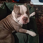 Buddy joined the competition — help win amazing prizes! dog, indoor, pet_bed, brown_and_white, resting, canine, looking_at_camera, floor, blanket, household_items, cozy, animal, fur, ears, paws, snout, expression, domestic, companion, relaxed