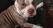 Buddy joined the competition — help win amazing prizes! animal, blanket, brown_and_white, canine, companion, cozy, dog, domestic, ears, expression, floor, fur, household_items, indoor, looking_at_camera, paws, pet_bed, relaxed, resting, snout