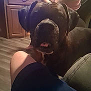Ripley joined the competition — help win amazing prizes! dog, indoor, person, leg, wooden_floor, cabinet, drink, furniture, casual, pet, brown_dog, resting, home, seated, shorts, tattoo, human_arm, living_room, relaxed, canine