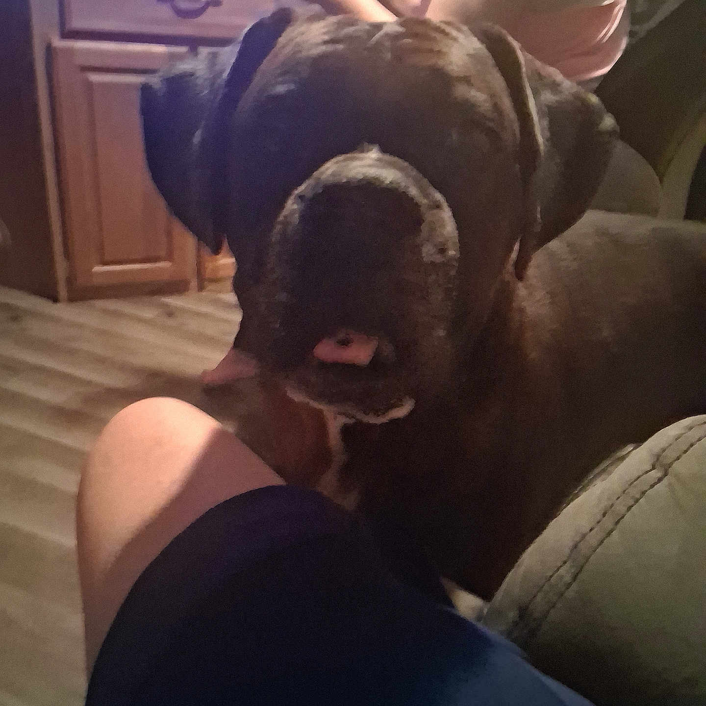 Ripley joined the competition — help win amazing prizes! dog, indoor, person, leg, wooden_floor, cabinet, drink, furniture, casual, pet, brown_dog, resting, home, seated, shorts, tattoo, human_arm, living_room, relaxed, canine