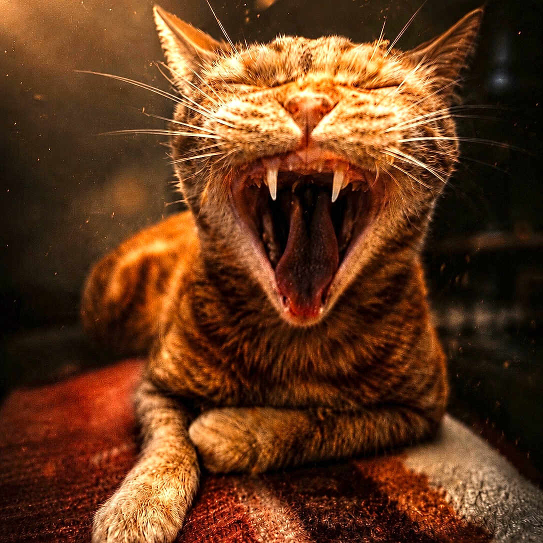Joé a rejoint le concours — aidez-le/la à gagner de superbes lots ! cat, feline, yawn, fangs, whiskers, fur, paw, striped, orange, cozy, blanket, indoor, closeup, portrait, animal, pet, resting, warm_light, dust_particles, texture