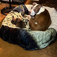 Trae joined the competition — help win amazing prizes! dog, puppy, pet, blanket, bed, cozy, indoor, carpet, brown, white, snuggle, animal, cute, resting, fur, ears, companions, domestic, relaxing, friendship
