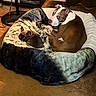 dog, puppy, pet, blanket, bed, cozy, indoor, carpet, brown, white, snuggle, animal, cute, resting, fur, ears, companions, domestic, relaxing, friendship