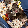 french_bulldog, puppy, toy, plush_toy, playpen, blanket, dinosaur_pattern, blue, pet, cute, indoor, chewing, playful, animal, pet_toy, colorful, keys, young_dog, happy, lying_down
