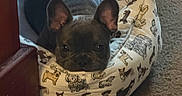 Trae is registered to the contest to win money with this photo: dog, puppy, dog_bed, carpet, indoor, resting, cute, small_dog, animal, pet, ears_up, brown, black, fur, looking, head_resting, home, cozy, fabric, illustration