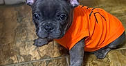 Trae is registered to the contest to win money with this photo: adorable, animal, companion, curious, cute, dog, domestic_animal, ears, floor, french_bulldog, indoor, looking_up, orange_shirt, pet, pet_clothing, puppy, sitting, small_dog, tile_floor, young_dog