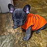 puppy, dog, french_bulldog, orange_shirt, pet_clothing, floor, indoor, curious, ears, small_dog, looking_up, cute, animal, young_dog, tile_floor, domestic_animal, pet, companion, sitting, adorable