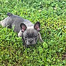 puppy, dog, french_bulldog, grass, greenery, outdoor, animal, pet, cute, young, nature, ears, face, laying_down, playful, adorable, small, fur, muzzle, eyes