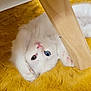 animal, blue_eye, carpet, cat, close_up, cute, domestic_animal, fluffy, furniture, green_eye, heterochromia, indoor, lying_down, paw, pet, playful, relaxed, white_cat, wooden_leg, yellow_carpet