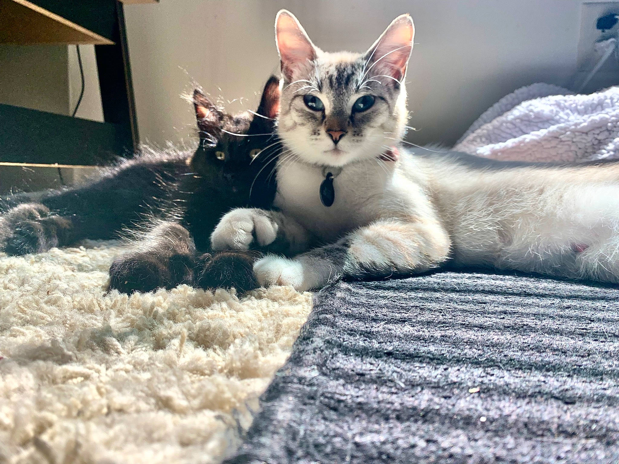 Earl is registered to the contest to win money with this photo: bedding, carnivore, cat, claw, comfort, domestic_short_haired_cat, felidae, foot, fur, grey, linens, paw, sitting, small_to_medium_sized_cats, tail, whiskers