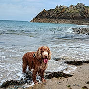 Hadès participe au concours pour gagner de l'argent avec cette photo : animal, beach, clouds, coast, curly_fur, dog, nature, ocean, outdoor, pet, rocky_cliffs, sand, seaweed, shore, sky, summer, tongue_out, water, waves, wet_dog