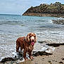 animal, beach, clouds, coast, curly_fur, dog, nature, ocean, outdoor, pet, rocky_cliffs, sand, seaweed, shore, sky, summer, tongue_out, water, waves, wet_dog