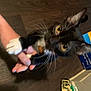 Freddie Mercury joined the competition — help win amazing prizes! carnivore, cat, claw, domestic_short_haired_cat, felidae, finger, hand, kitten, leg, norwegian_forest_cat, paw, play, small_to_medium_sized_cats, whiskers