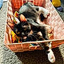 Freddie Mercury is registered to the contest to win money with this photo: canidae, carnivore, cat, felidae, kitten, play, small_to_medium_sized_cats, sporting_group, table, toy
