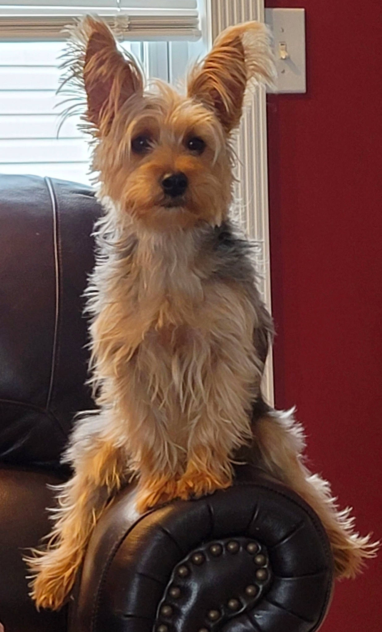 Maybelle is registered to the contest to win money with this photo: biewer_terrier, canidae, carnivore, companion_dog, dog, dog_breed, dog_supply, event, fawn, fur, liver, small_terrier, snout, sporting_group, toy_dog, whiskers, working_animal