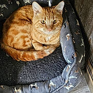 Rusty joined the competition — help win amazing prizes! cat, ginger_cat, pet_bed, dog_pattern, cozy, indoor, feline, curled_up, resting, fur, whiskers, ears, eyes, wood_floor, animal, domestic_cat, cute, relaxed, pet, companion