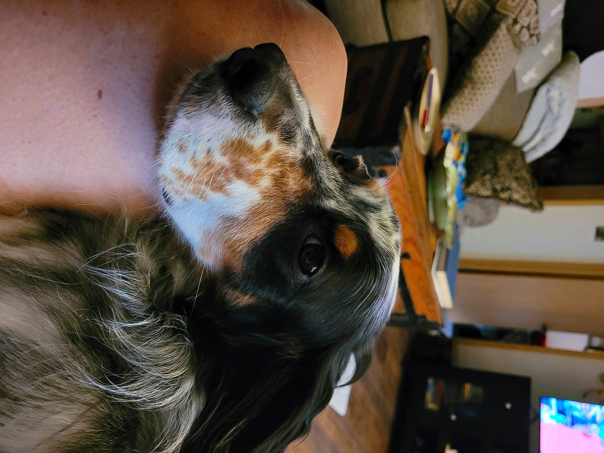 Huckleberry is registered to the contest to win money with this photo: canidae, carnivore, companion_dog, dog, dog_breed, ear, eyewear, fawn, felidae, fur, liver, personal_protective_equipment, small_to_medium_sized_cats, snout, sporting_group, sunglasses, toy_dog, whiskers, window, working_animal