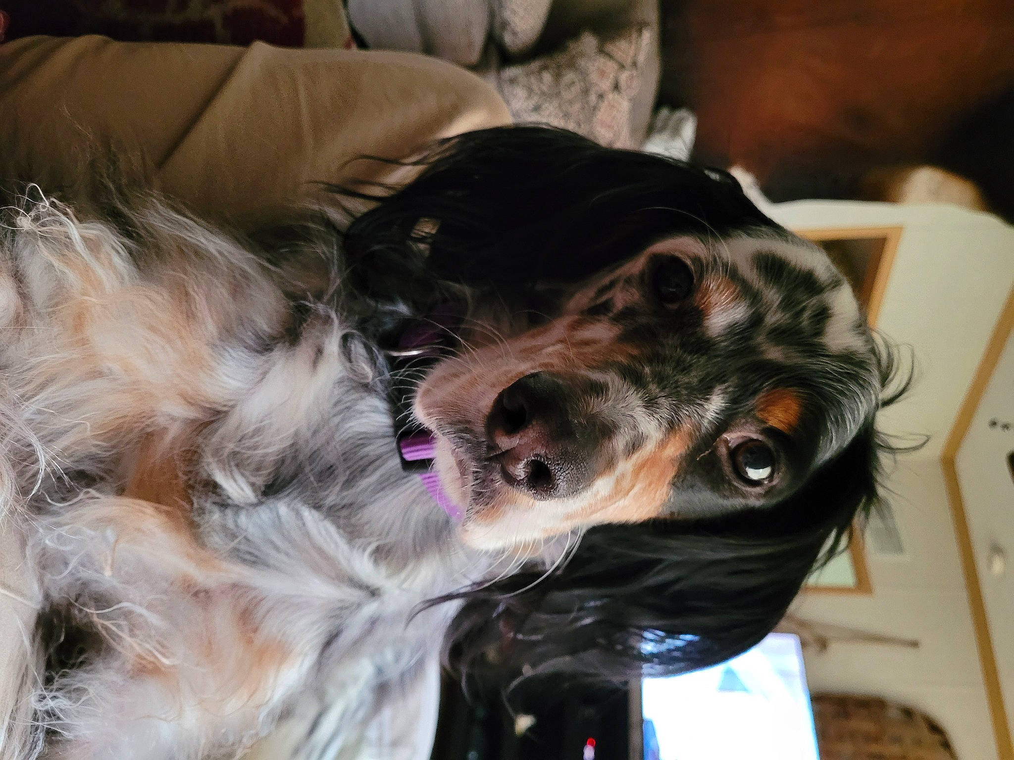 Huckleberry is registered to the contest to win money with this photo: carnivore, collar, comfort, companion_dog, couch, dog, dog_breed, dog_collar, dog_supply, ear, fashion_accessory, fur, leash, liver, plant, snout, spaniel, sporting_group, whiskers, working_animal