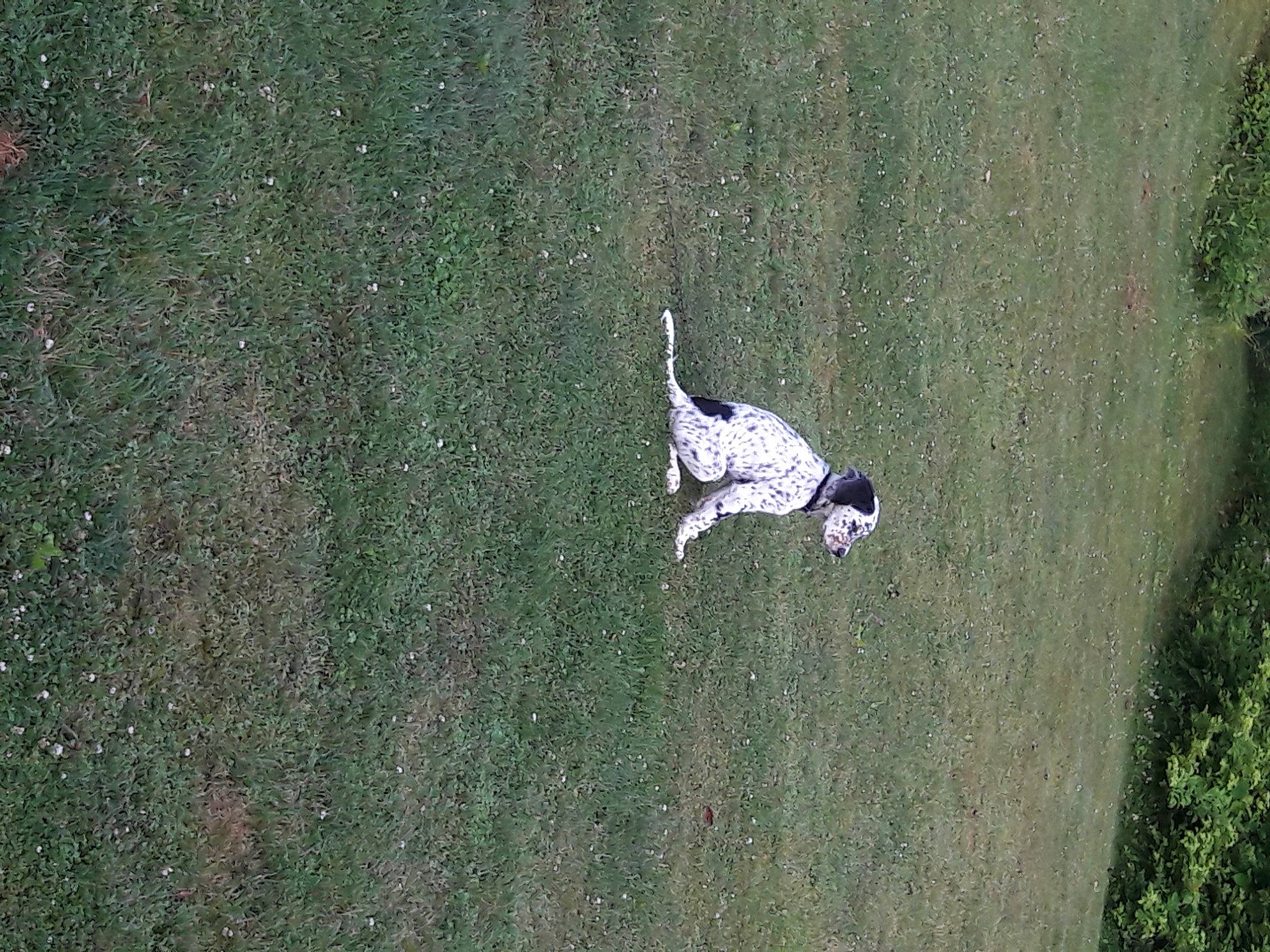 Huckleberry joined the competition — help win amazing prizes! adventure, aerial_photography, asphalt, concrete, extreme_sport, fun, grass, grassland, landscape, people_in_nature, plant, recreation, shadow, slope, soil, sports, tree, wood