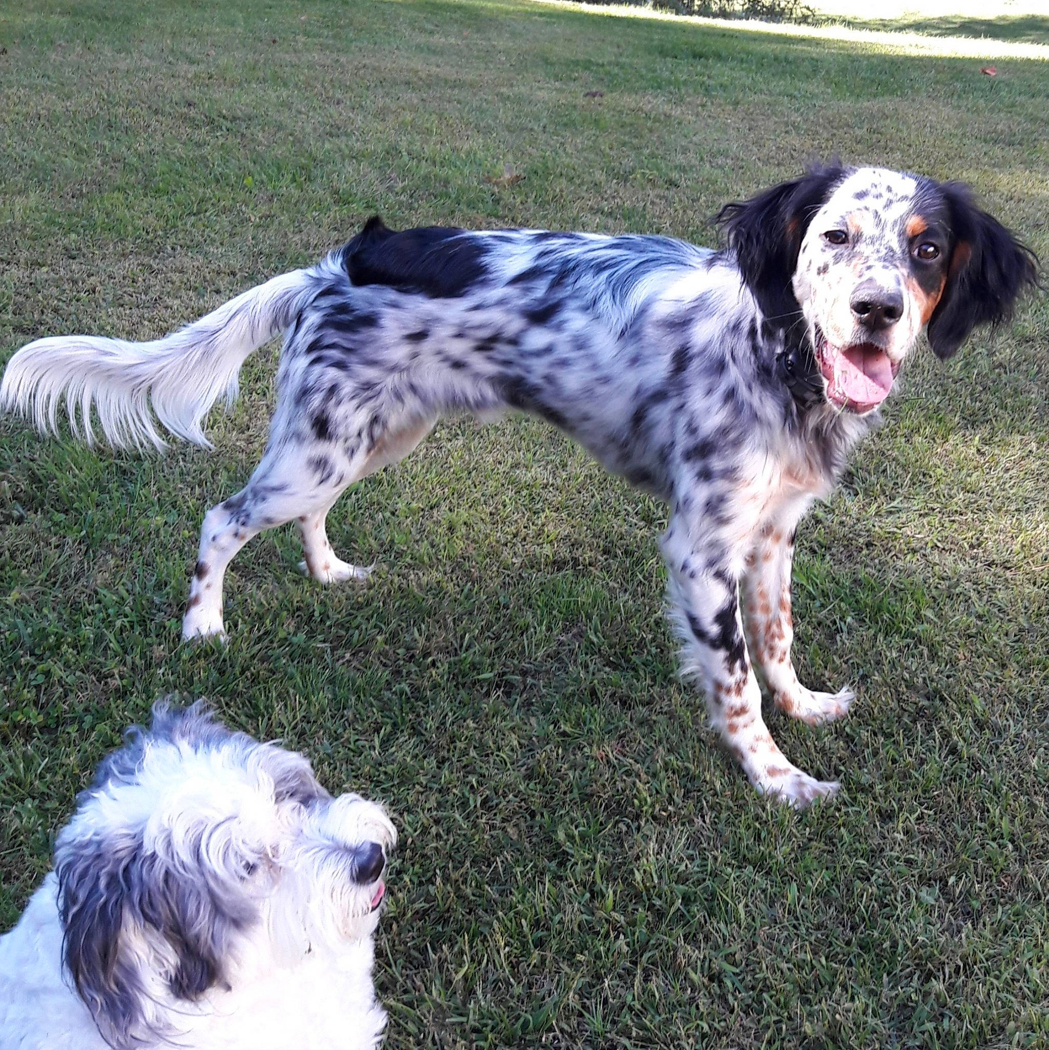 Huckleberry is registered to the contest to win money with this photo: canidae, carnivore, companion_dog, dog, dog_breed, fur, grass, gun_dog, hunting_dog, non_sporting_group, snout, sporting_group, tail, terrestrial_animal, toy_dog, working_animal, working_dog