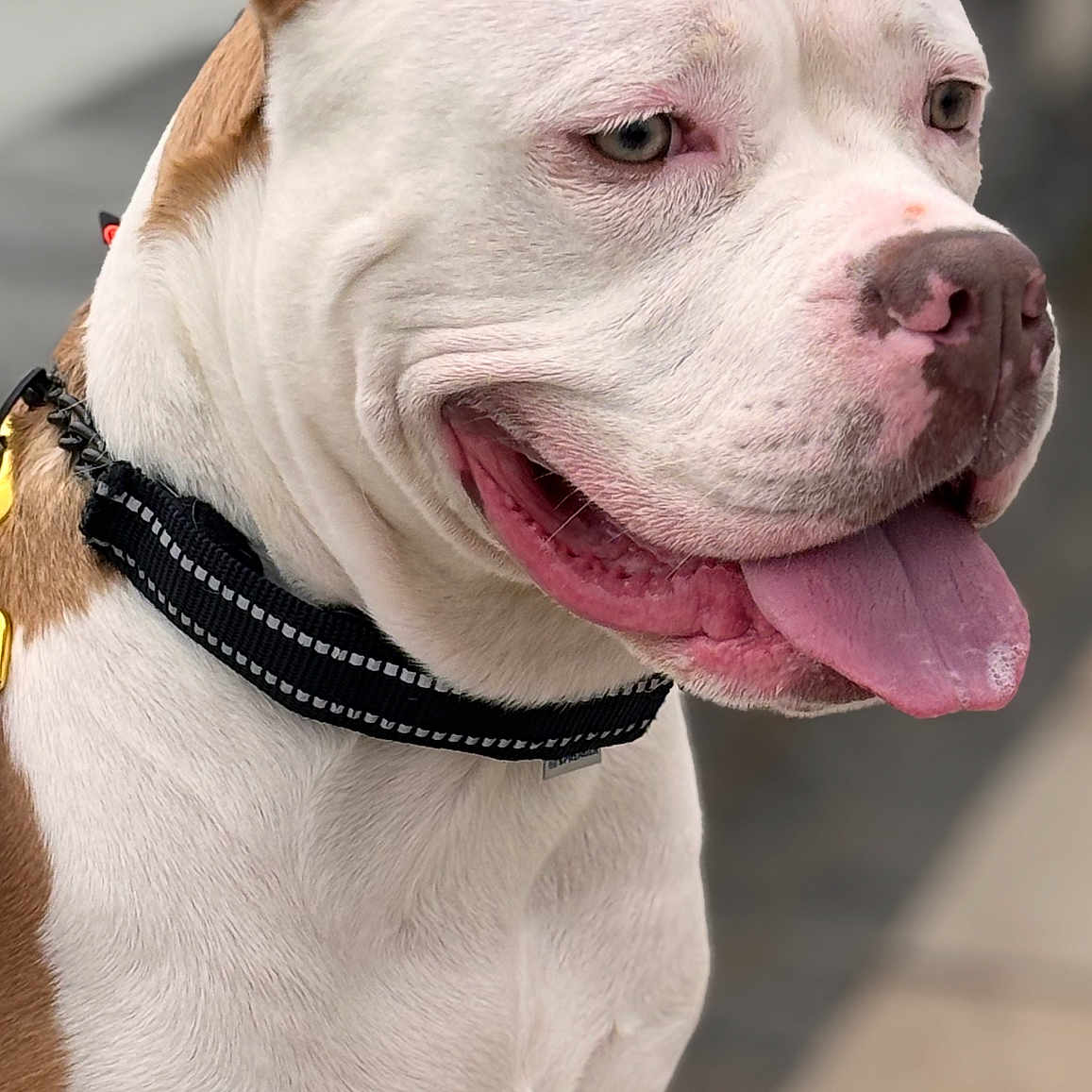 Luna joined the competition — help win amazing prizes! animal, blurred_background, brown_fur, canine, close_up, collar, cute, dog, domestic_animal, ears, friendly, happy, muzzle, outdoor, pet, portrait, side_view, tongue_out, walking_path, white_fur