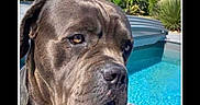 Oslo participe au concours pour gagner de l'argent avec cette photo : animal, backyard, blue_sky, calm, canine, daylight, dog, greenery, large_dog, nature, outdoor, pet, plants, pool, portrait, relaxing, sitting, summer, sunny, wooden_deck