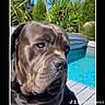 Oslo participe au concours pour gagner de l'argent avec cette photo : dog, outdoor, pool, wooden_deck, sunny, greenery, plants, large_dog, calm, pet, canine, summer, daylight, animal, nature, relaxing, portrait, sitting, backyard, blue_sky