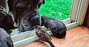 Oslo a rejoint le concours — aidez-le/la à gagner de superbes lots ! dog, bird, window, wooden_ledge, green_grass, tree, nature, animal_interaction, curious, pet, outdoor, close_up, friendship, canine, small_bird, peaceful, daylight, garden, wildlife, animal