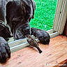 dog, bird, window, wooden_ledge, green_grass, tree, nature, animal_interaction, curious, pet, outdoor, close_up, friendship, canine, small_bird, peaceful, daylight, garden, wildlife, animal