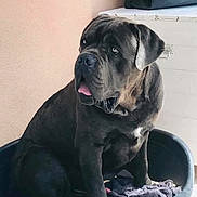 Oslo participe au concours pour gagner de l'argent avec cette photo : dog, pet, canine, bed, indoor, animal, resting, black_dog, tongue_out, looking_away, furniture, blanket, container, domestic_animal, companion, calm, large_dog, portrait, side_view, quiet