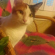 Baby Barbra is registered to the contest to win money with this photo: animal, basket, cat, chair, curtain, cushion, diningtable, furniture, homedecor, indoors, jar, kitten, linen, pet, plant, planter, pottedplant, pottery, table, window