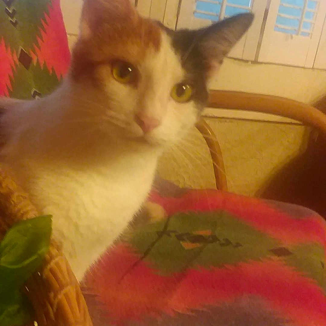 Baby Barbra is registered to the contest to win money with this photo: animal, basket, cat, chair, curtain, cushion, diningtable, furniture, homedecor, indoors, jar, kitten, linen, pet, plant, planter, pottedplant, pottery, table, window