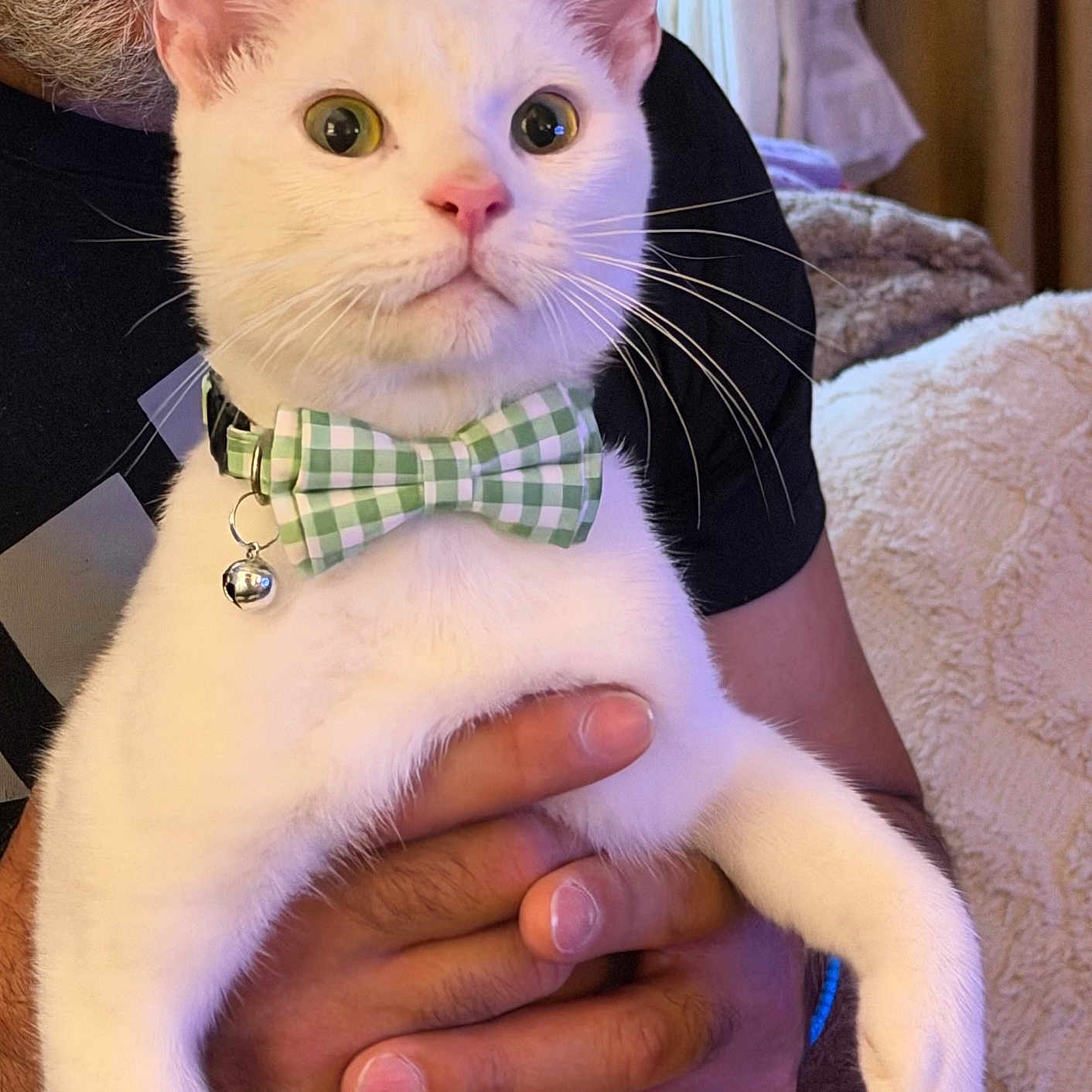 Casper Lee is registered to the contest to win money with this photo: cat, white_cat, pet, bow_tie, bell, green, checkered, collar, whiskers, large_eyes, pink_nose, indoors, portrait, closeup, person, hands, holding, black_shirt, blanket, furniture
