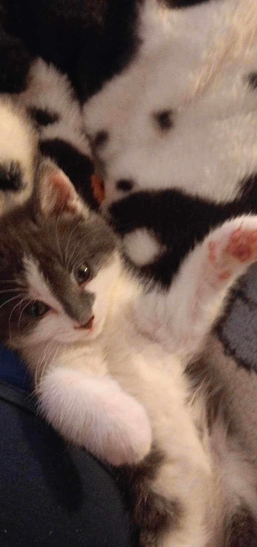 Nala