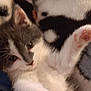 Nala is registered to the contest to win money with this photo: animal, black_and_white, blanket, cat, closeup, cozy, cuddle, cute, feline, fur, home, indoor, kitten, paw, pet, relaxed, sleepy, soft, stretching, whiskers