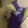 Dizzy is registered to the contest to win money with this photo: animal, bedding, blanket, cat, closeup, couch, cozy, curious, feline, furniture, home, indoor, lying_down, pet, pillows, purple, relaxed, sofa, tabby_cat, upside_down